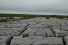 Sheshymore Limestone pavement exposes shallow water carbonates of the Brigantian, Slievenaglasha Formation. These classic kharstified exposures of tabular blocks of limestone pavement, Clints, are cut by vertical fractures, Grikes, which were widened by post glacial disolution (McNamara, & Hennessy, 2010). Fractures were intially established during Variscan folding (Coller, 1984).